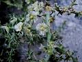 Prickly Russian Thistle